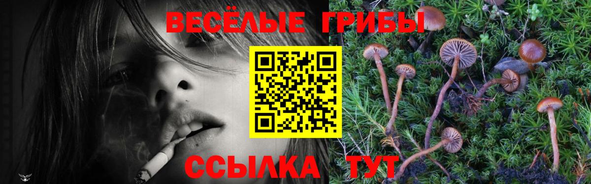 Псилоцибиновые грибы Psilocybe Амурск